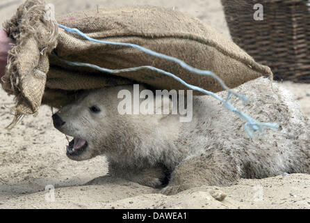 Polar Bear Cub spielt Knut im Zoo Berlin, Deutschland, Freitag, 6. April 2007. Das vier Monate alte junge zieht Tausende von Besuchern über die Osterfeiertage. Foto: Peer Grimm Stockfoto