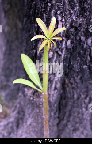 Der kleine Baum, der in der Nähe von einem großen Baum im Garten wächst. Stockfoto