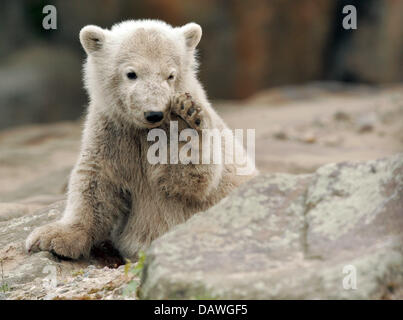 Polar Bear Cub "Knut" spielt im Zoo Berlin, Deutschland, 20. April 2007. Morddrohungen gegen "Knut" ist auf der ganzen Welt herumgesprochen. Indische führenden Fernsehsender NDTV fragt in ihrem News-Ausgabe-Bericht vom 20 April ", die würde nicht Schaden, diese niedlichen und harmlosen Eisbär?". In der Regel Nachrichten aus Deutschland spielen kaum eine Rolle in den indischen Medien. Foto: Miguel Villagran Stockfoto