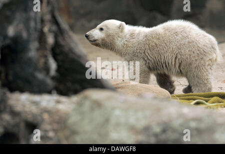 Polar Bear Cub "Knut" spielt im Zoo Berlin, Deutschland, 20. April 2007. Morddrohungen gegen "Knut" ist auf der ganzen Welt herumgesprochen. Indische führenden Fernsehsender NDTV fragt in ihrem News-Ausgabe-Bericht vom 20 April ", die würde nicht Schaden, diese niedlichen und harmlosen Eisbär?". In der Regel Nachrichten aus Deutschland spielen kaum eine Rolle in den indischen Medien. Foto: Miguel Villagran Stockfoto