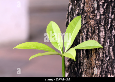 Der kleine Baum, der in der Nähe von einem großen Baum im Garten wächst. Stockfoto