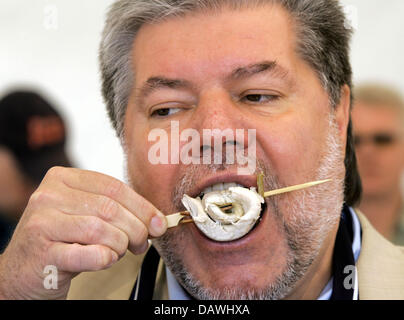 SPD-Chef schmeckt ein Rollmop aus einem Rollmop Tarte bei der Fisch-Party in Bremerhaven, Deutschland, 29. April 2007. Die Partei ist Teil des staatlichen Wahlkampf in Bremen am 13. Mai. Foto: Ingo Wagner Stockfoto