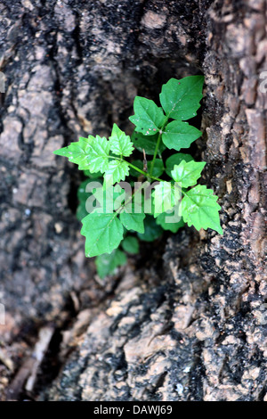 Der kleine Baum, der in der Nähe von einem großen Baum im Garten wächst. Stockfoto