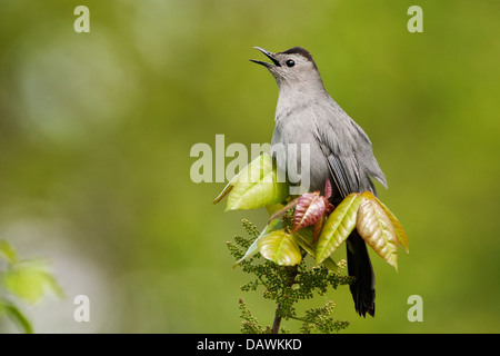 Graues Catbird singen an einem Frühlingsmorgen Stockfoto