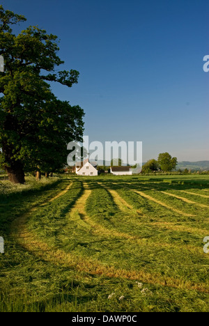 Eine Wiese im Sommer mit frisch gemähten Rasen in Linien warten auf Sammlung. Stockfoto