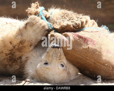 Ice Bear Cub "Knut" spielt im Sand nach dem Schwimmen im Berliner Zoo, Deutschland, 11. Juni 2007. Das Tier wurde ausgezeichnet mit dem "blauen Herzen", eine blaue Bodenfliese, die in der so genannten "Bridge of Hearts' (Bruecke der Herzen), gleichermaßen der Hollywood Walk of Fame in Berlin-Treptow lässt. "Knut" ist das offizielle Maskottchen der UN Evironmental Protection Conference 2008 geworden. Foto: Stockfoto