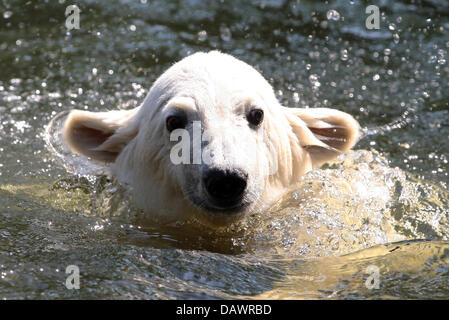 Ice Bear Cub "Knut" schwimmt im Berliner Zoo, Deutschland, 11. Juni 2007. Das Tier wurde ausgezeichnet mit dem "blauen Herzen", eine blaue Bodenfliese, die in der so genannten "Bridge of Hearts' (Bruecke der Herzen), gleichermaßen der Hollywood Walk of Fame in Berlin-Treptow lässt. "Knut" ist das offizielle Maskottchen der UN Evironmental Protection Conference 2008 geworden. Foto: Soeren Stache Stockfoto