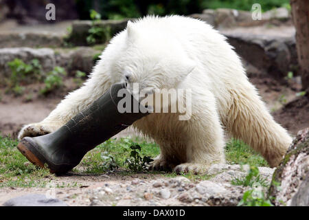 Polar Bear Cub "Knut" spielt mit einer der seine Hüter Gummistiefel im Berliner Zoo, Deutschland, 22. Juni 2007. Foto: Arno Burgi Stockfoto