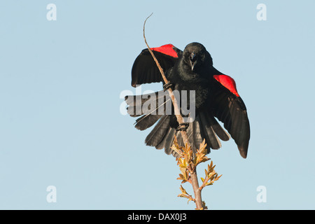 Rotschulterstärling territorialen Display im Frühjahr Stockfoto