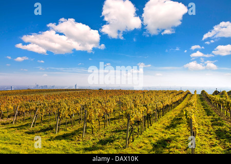 Weinberg-Landschaft mit der Skyline von Wien im Hintergrund Stockfoto
