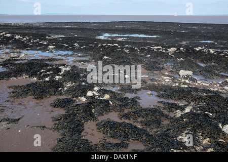Algen auf dem Vorland in Penarth Stockfoto