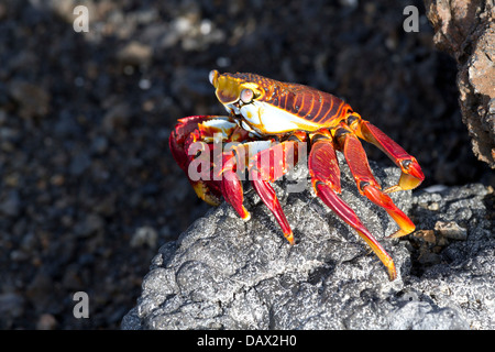 Sally Lightfoot Krabben, Grapsus Grapsus, Las Tintoreras, Isabela Island, Galapagos-Inseln, Ecuador Stockfoto