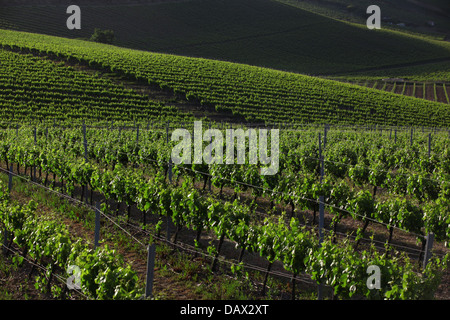 Wein, Torres Vedras Farmgebiet, Oeste, portugal Stockfoto