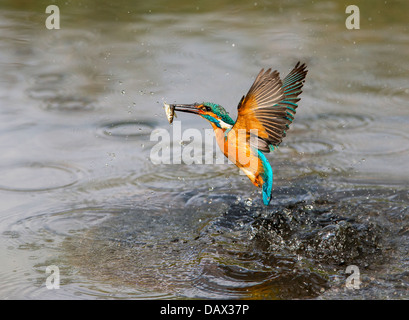 Eisvogel mit Fisch fliegen Stockfoto