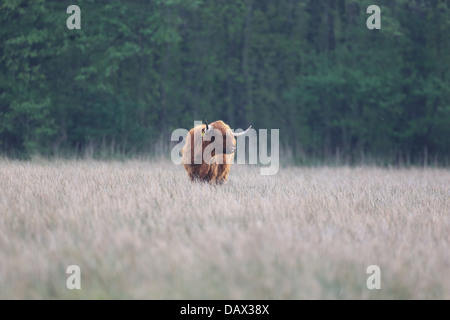 Hochlandrinder (Schottisch-Gälisch Bò Ghàidhealach Stockfoto