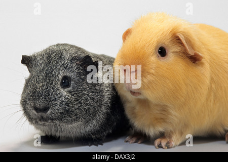 Porträt von zwei Meerschweinchen / Cavia Meerschweinchen (Cavia Porcellus), goldene und schwarze Meerschweinchen auf weißer Hintergrund Stockfoto