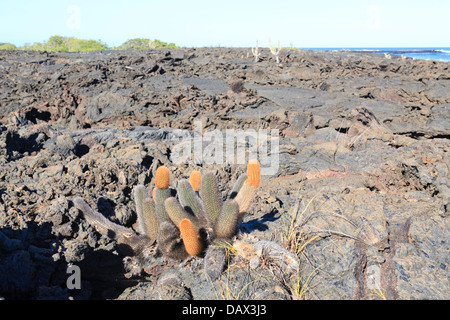 Lava-Kaktus, Brachycereus Nesioticus, Punta Moreno, Isabela Island, Galapagos-Inseln, Ecuador Stockfoto