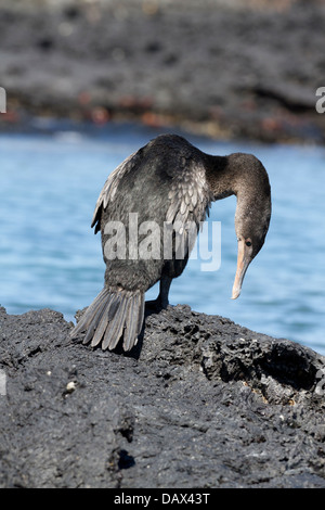 Flugunfähige Kormorane Phalacrocorax Harrisi Punta Moreno, Isabela Island, Galapagos-Inseln, Ecuador Stockfoto