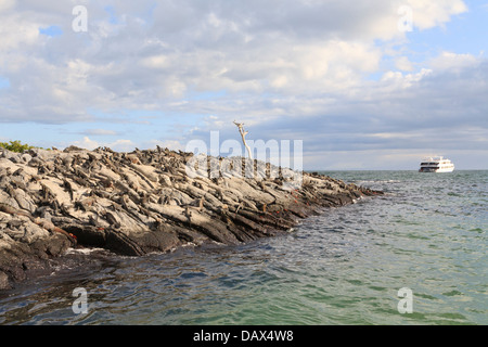 Marine Iguana, Amblyrhynchus Cristatus, Punta Mangle, Fernandina Insel, Galapagos-Inseln, Ecuador Stockfoto