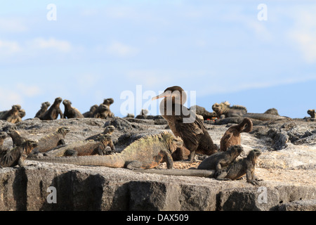 Marine Iguana Amblyrhynchus Cristatus, flugunfähige Kormorane Phalacrocorax Harrisi, Punta Mangle, Fernandina Insel, Galapagos Stockfoto