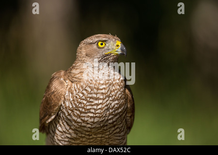 Extreme Nahaufnahme von einer wilden weiblichen nördlichen Habicht (Accipiter Gentilis) in einem Wald, Weichzeichner-grünen und schwarzen Hintergrund Stockfoto