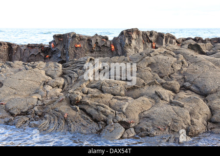 Lava Rock, Sally Lightfoot Krabben, Grapsus Grapsus, Punta Mangle, Fernandina Insel, Galapagos-Inseln, Ecuador Stockfoto