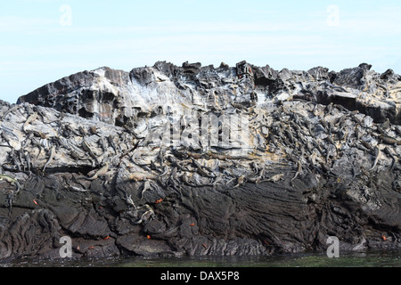 Marine Iguana, Amblyrhynchus Cristatus, Punta Espinoza, Fernandina Insel, Galapagos-Inseln, Ecuador Stockfoto