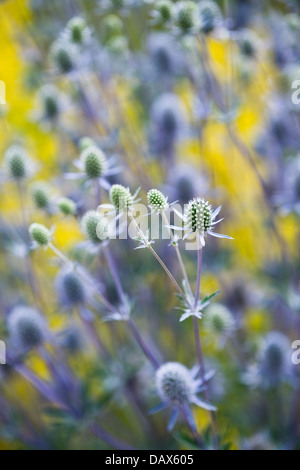 Schaltfläche "Schlange-Wurzel, Klapperschlange Master (Eryngium Yuccifolium) Blumen Juli in Nordamerika heimisch Stockfoto