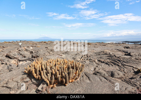 Lava-Kaktus, Brachycereus Nesioticus, Punta Espinoza, Fernandina Insel, Galapagos-Inseln, Ecuador Stockfoto