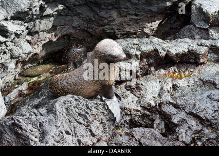 Galapagos-Pelz-Dichtung, Arctocephalus Galapagoensis, Ecuador, Galapagos-Inseln, Insel Santiago, Puerto Egas Stockfoto