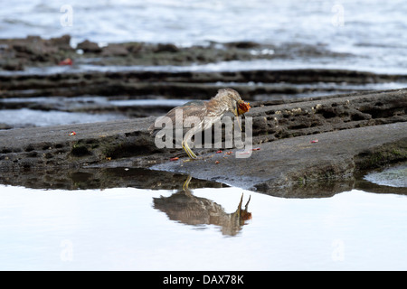 Lava Reiher, Butorides Sundevalli, auch bekannt als die Galapagos Heron, Puerto Egas, Insel Santiago, Galapagos-Inseln, Ecuador Stockfoto