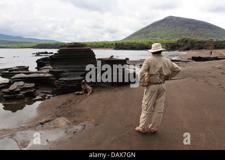 Galapagos-Seelöwen, Zalophus Wollebaeki, Puerto Egas Insel Santiago, Galapagos-Inseln, Ecuador Stockfoto