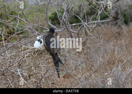 Frigatebirds, Fregatidae, Fregata, North Seymour, Galapagos-Inseln, Ecuador Stockfoto