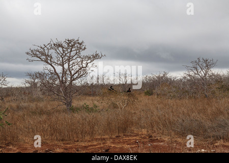 Frigatebirds, Fregatidae, Fregata, North Seymour, Galapagos-Inseln, Ecuador Stockfoto