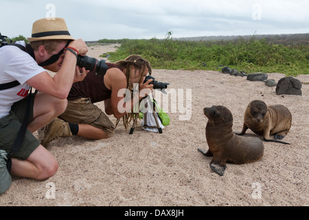 Galapagos-Seelöwen, Zalophus Wollebaeki, North Seymour, Galapagos-Inseln, Ecuador Stockfoto