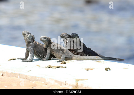 Marine Iguana, Amblyrhynchus Cristatus, Puerto Ayora, Santa Cruz Island, Galapagos-Inseln, Ecuador Stockfoto