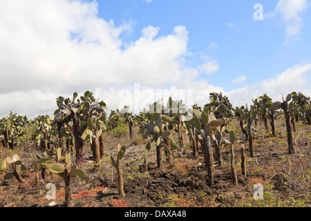 Opuntia Kaktus, Opuntia Leucotricha, Santa Cruz Island, Galapagos-Inseln, Ecuador Stockfoto