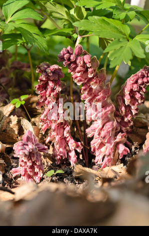 Gemeinsame toothwort (lathraea squamaria) Stockfoto