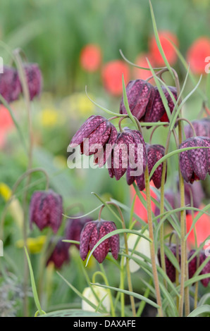 Die Schlange Kopf (fritillaria meleagris) Stockfoto