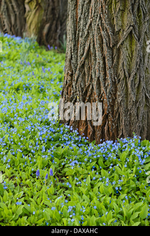 Blue-eyed Mary (Omphalodes verna) Stockfoto