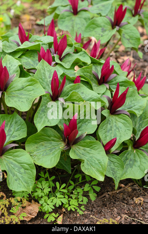 (Giant trillium Trillium chloropetalum) Stockfoto