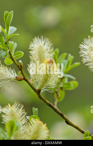 Grau-Weide (Salix Atrocinerea Sy Salix Cinerea Subspecies Oleifolia) Stockfoto