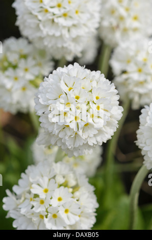 Drumstick Primel (Primula denticulata 'Alba') Stockfoto