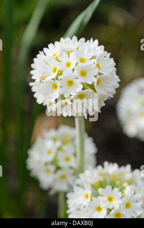 Drumstick Primel (Primula denticulata 'Alba') Stockfoto