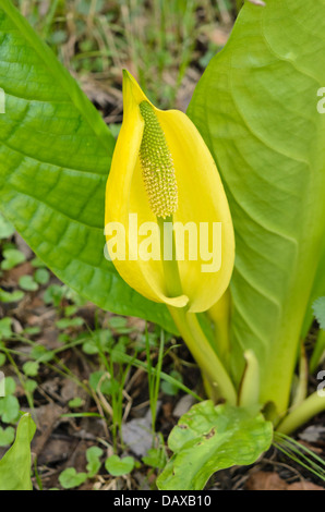 Gelbe skunk Cabbage (lysichiton americanus) Stockfoto