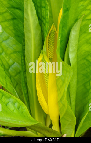 Gelbe skunk Cabbage (lysichiton americanus) Stockfoto