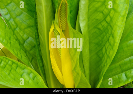 Gelbe skunk Cabbage (lysichiton americanus) Stockfoto