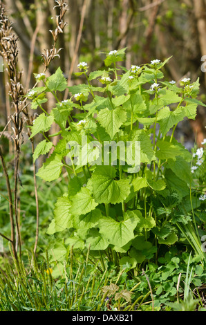 Die Knoblauchsrauke (alliaria petiolata) Stockfoto