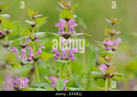 Entdeckt toten Nettle (lamium maculatum) Stockfoto