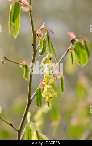 Willmott winter Hazel (corylopsis willmottiae) Stockfoto